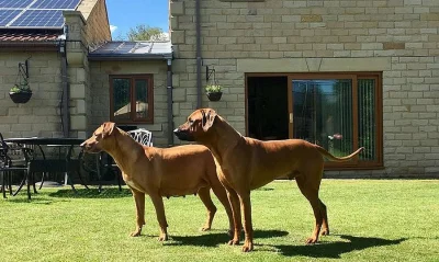 Rhodéský ridgeback štěňata s PP